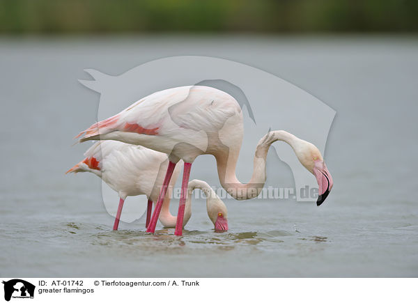 Rosaflamingos / greater flamingos / AT-01742