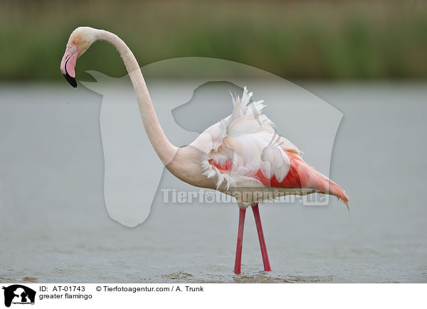 Rosaflamingo / greater flamingo / AT-01743