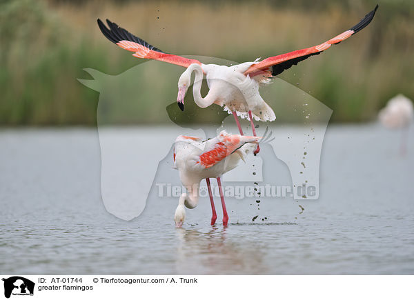 Rosaflamingos / greater flamingos / AT-01744