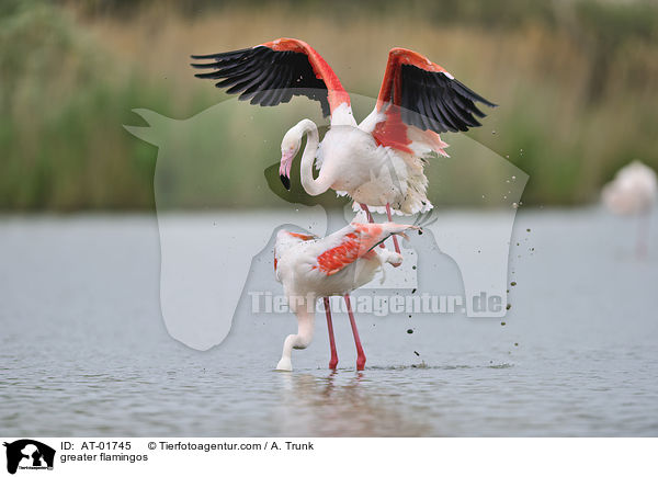 Rosaflamingos / greater flamingos / AT-01745