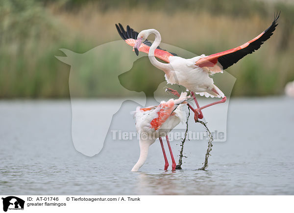 greater flamingos / AT-01746