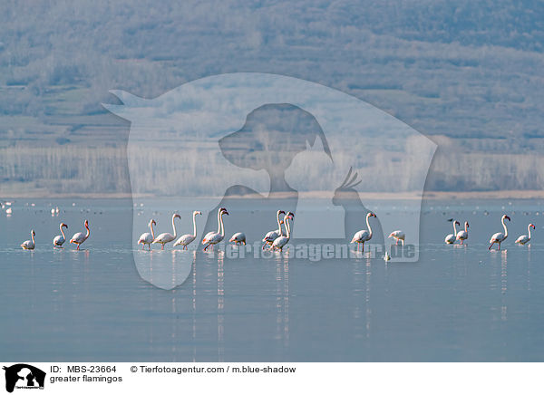 Rosaflamingos / greater flamingos / MBS-23664