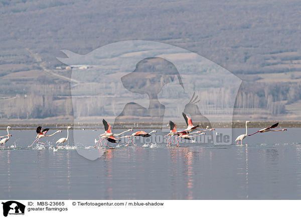 greater flamingos / MBS-23665