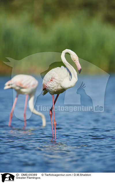Greater Flamingos / DMS-09389