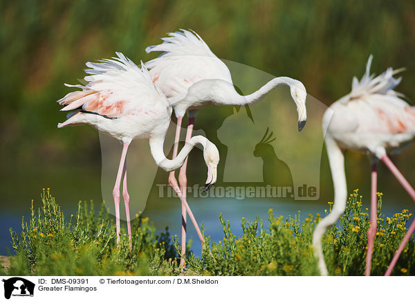 Rosaflamingos / Greater Flamingos / DMS-09391