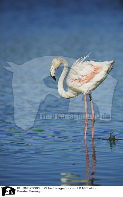 Greater Flamingo / DMS-09393