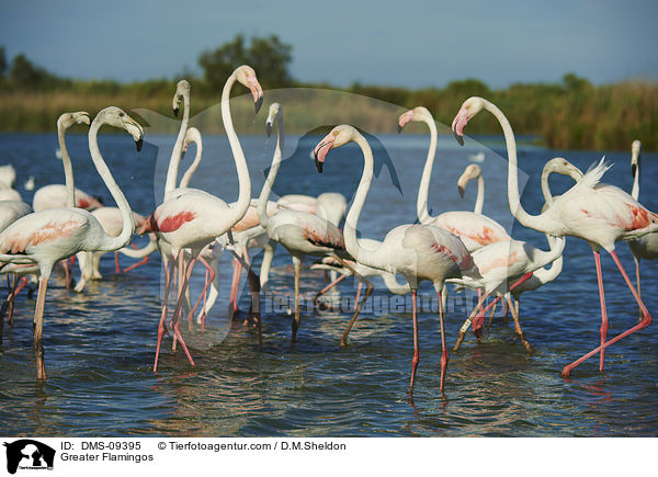 Rosaflamingos / Greater Flamingos / DMS-09395
