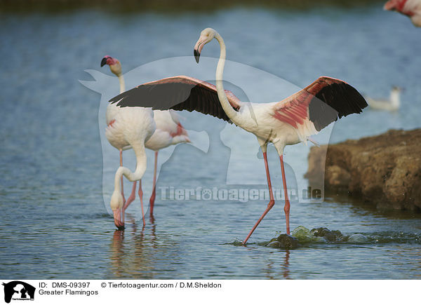 Rosaflamingos / Greater Flamingos / DMS-09397