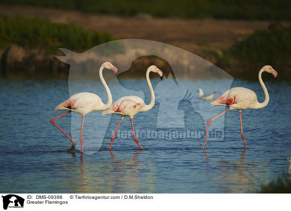 Rosaflamingos / Greater Flamingos / DMS-09398