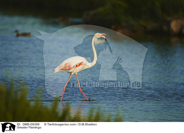 Greater Flamingo / DMS-09399