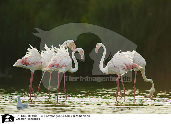 Greater Flamingos / DMS-09400