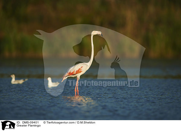 Rosaflamingo / Greater Flamingo / DMS-09401