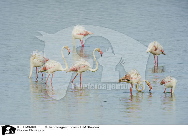 Greater Flamingos / DMS-09403