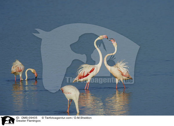 Rosaflamingos / Greater Flamingos / DMS-09405