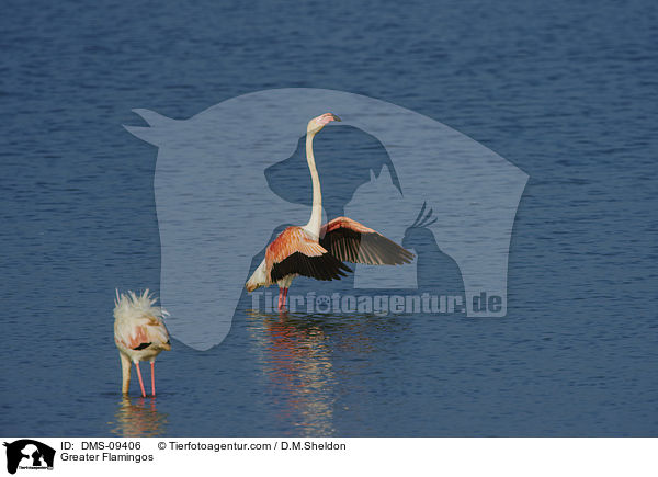 Greater Flamingos / DMS-09406