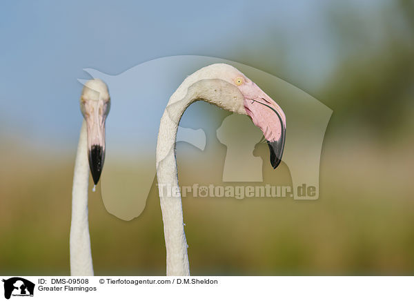 Rosaflamingos / Greater Flamingos / DMS-09508