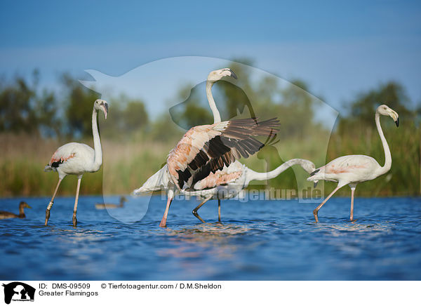 Rosaflamingos / Greater Flamingos / DMS-09509