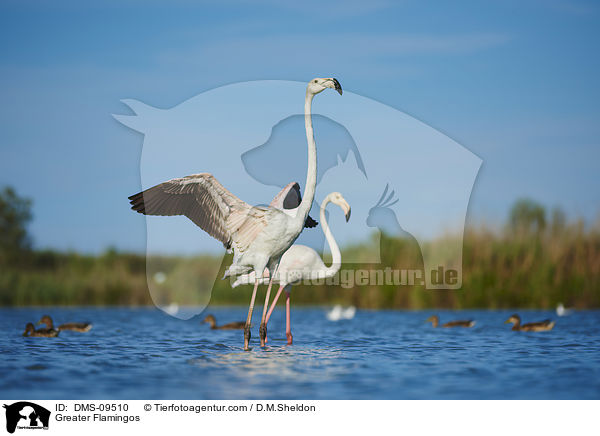 Greater Flamingos / DMS-09510