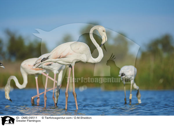 Greater Flamingos / DMS-09511