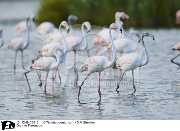 Greater Flamingos / DMS-09512