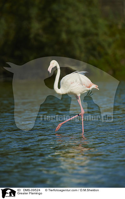 Greater Flamingo / DMS-09524