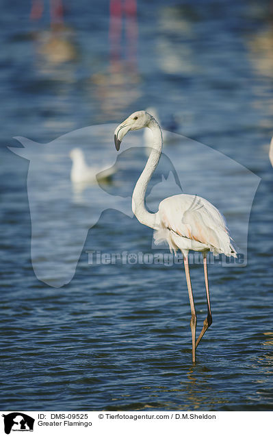 Greater Flamingo / DMS-09525