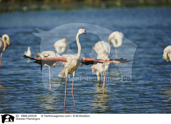 Rosaflamingos / Greater Flamingos / DMS-09526