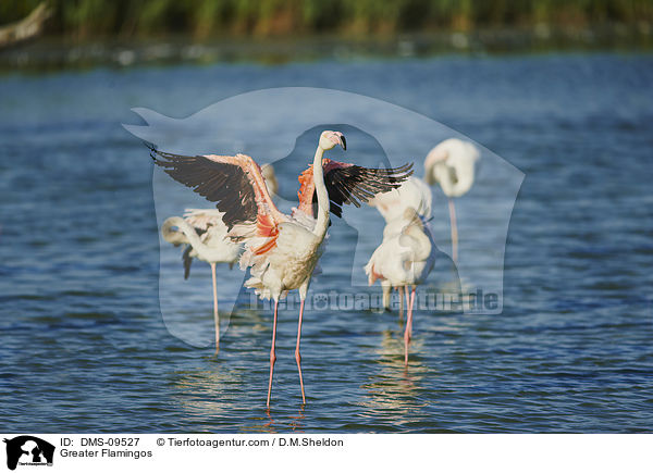 Rosaflamingos / Greater Flamingos / DMS-09527