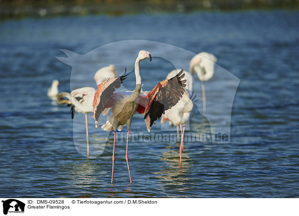 Greater Flamingos / DMS-09528