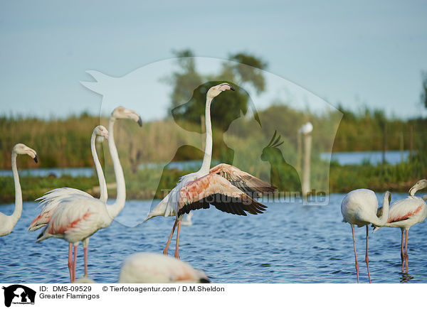 Rosaflamingos / Greater Flamingos / DMS-09529