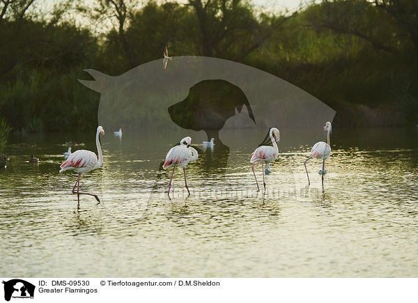Rosaflamingos / Greater Flamingos / DMS-09530