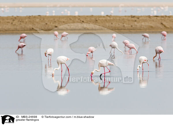 greater flamingos / MBS-24698