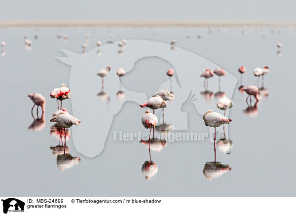 Rosaflamingos / greater flamingos / MBS-24699