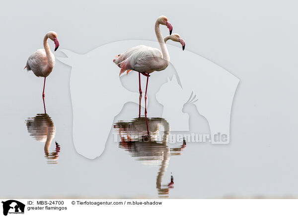 Rosaflamingos / greater flamingos / MBS-24700