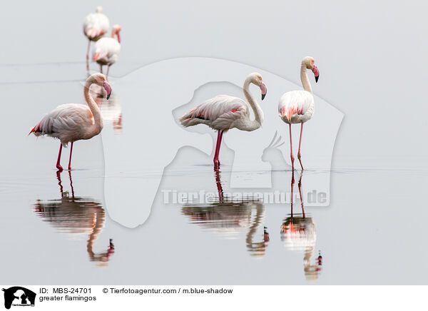 Rosaflamingos / greater flamingos / MBS-24701