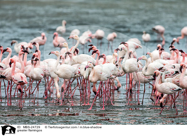 Rosaflamingos / greater flamingos / MBS-24729