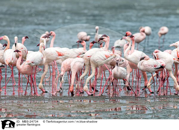 Rosaflamingos / greater flamingos / MBS-24734
