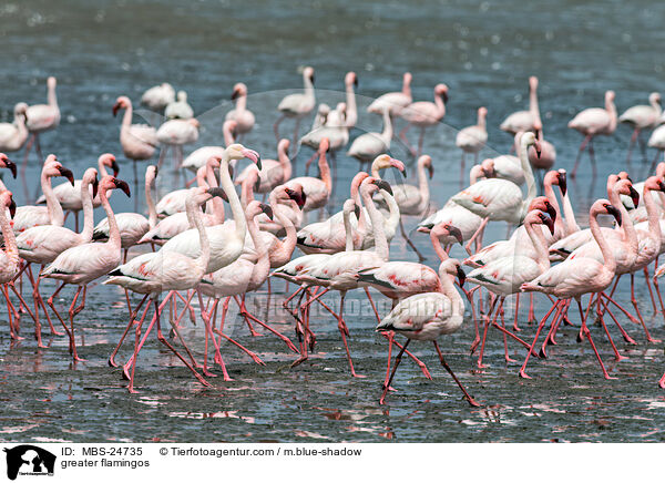Rosaflamingos / greater flamingos / MBS-24735