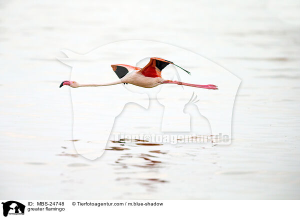 greater flamingo / MBS-24748