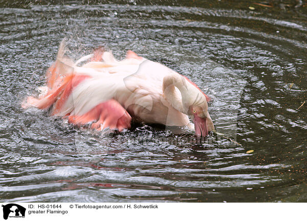 greater Flamingo / HS-01644
