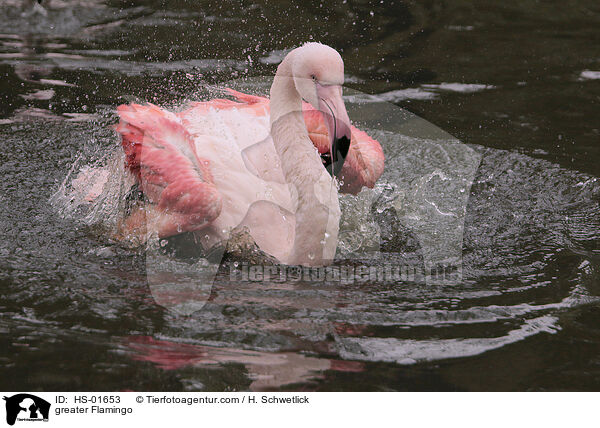 Rosaflamingo / greater Flamingo / HS-01653