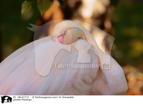 Rosaflamingo / greater Flamingo / HS-01713