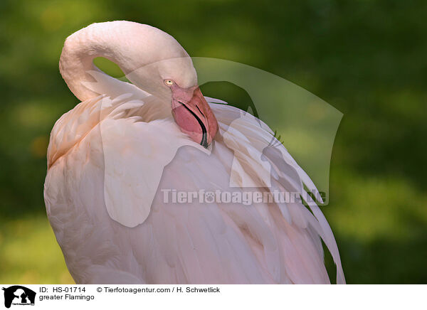 greater Flamingo / HS-01714