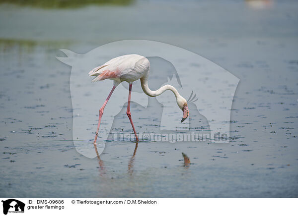 Rosaflamingo / greater flamingo / DMS-09686