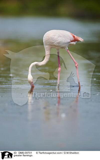 Rosaflamingo / greater flamingo / DMS-09701