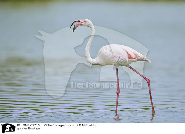 Rosaflamingo / greater flamingo / DMS-09715
