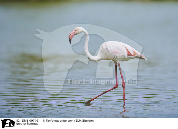 Rosaflamingo / greater flamingo / DMS-09716