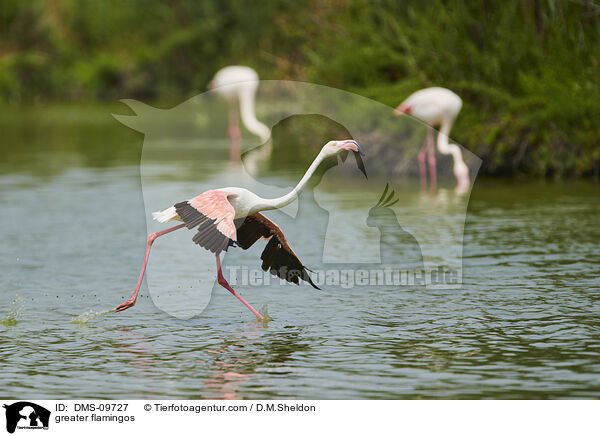 Rosaflamingos / greater flamingos / DMS-09727
