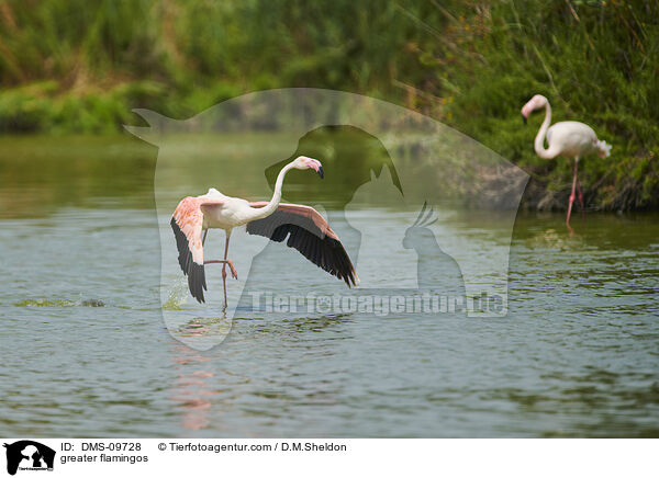 Rosaflamingos / greater flamingos / DMS-09728