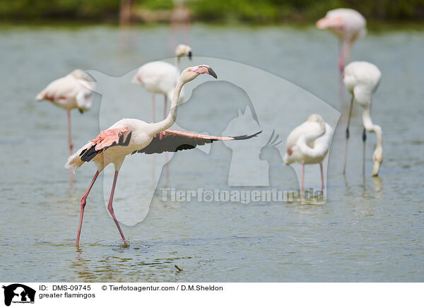 Rosaflamingos / greater flamingos / DMS-09745